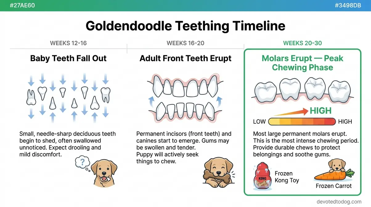 Goldendoodle teething timeline infographic showing baby teeth falling out weeks 12-16 and adult molars erupting weeks 20-30