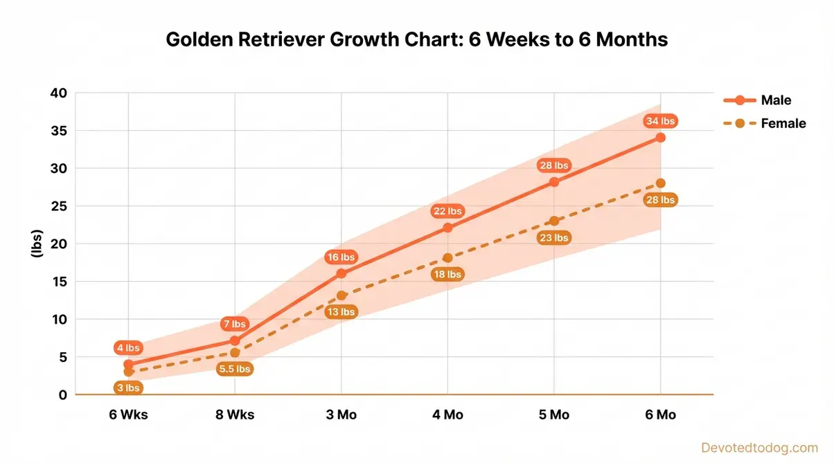 Weight chart for Golden Retriever puppy showing male and female growth milestones from six weeks to six months