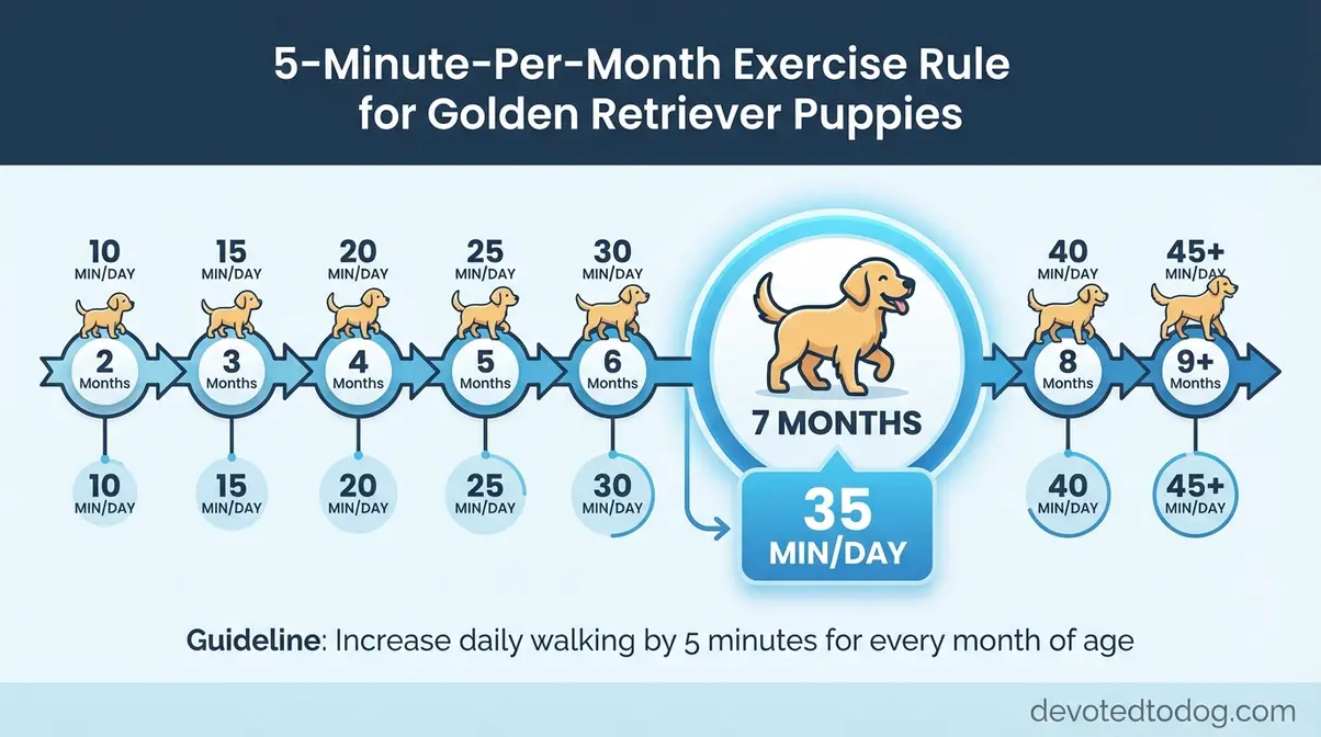 Infographic showing the 5-minute-per-month exercise rule for golden retriever puppies at different ages with 7 months highlighted at 35 minutes