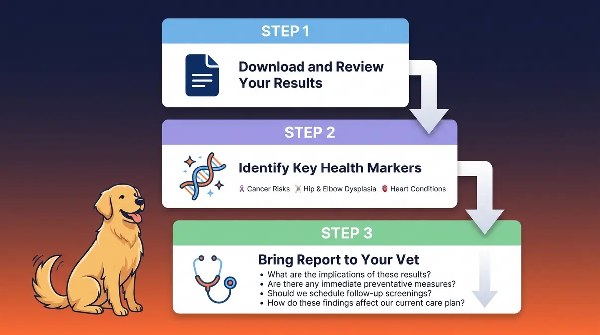 Flowchart showing three steps for Golden Retriever owners after receiving dog DNA test results: review report, identify health markers, consult your vet