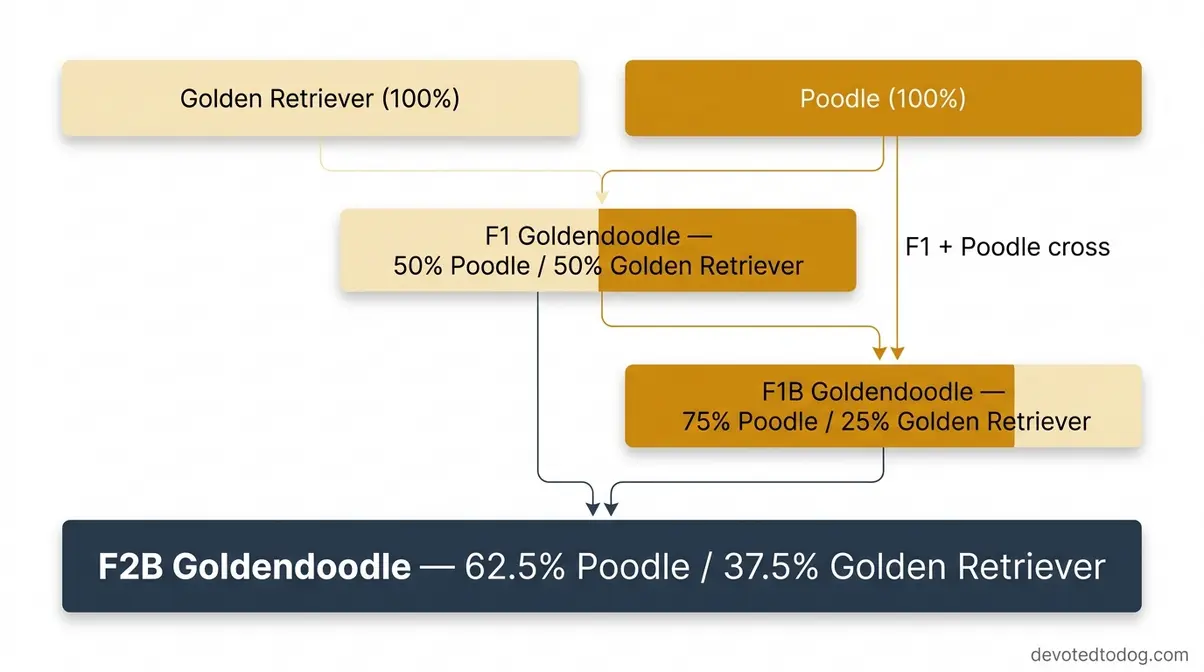 F2B Goldendoodle genetic family tree showing F1 and F1B parents producing 62.5% Poodle offspring