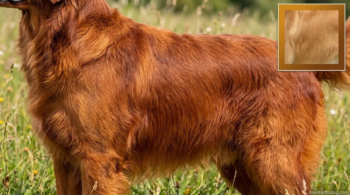 Field golden retriever with deep mahogany red coat color compared to lighter show golden honey gold