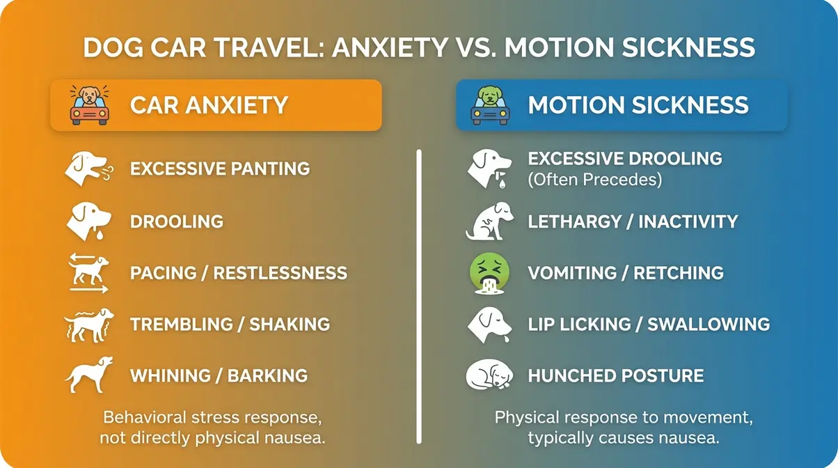 Infographic listing signs of car anxiety versus motion sickness in Golden Retrievers