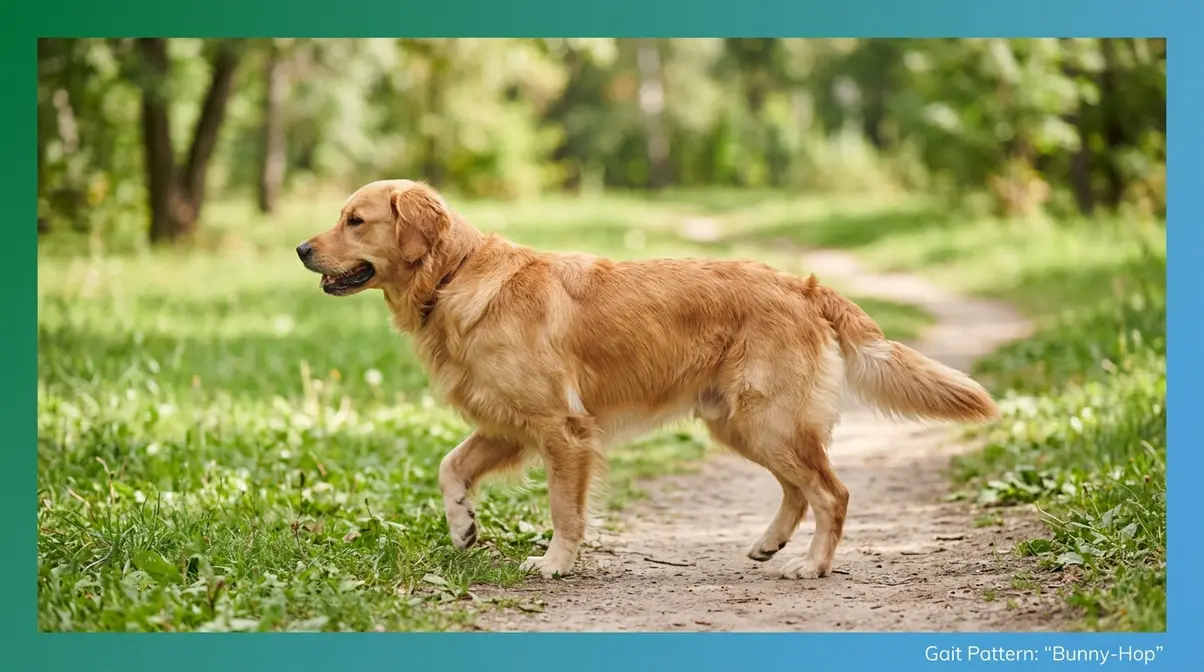 Golden Retriever showing bunny-hop gait pattern associated with hip dysplasia bone and joint problems