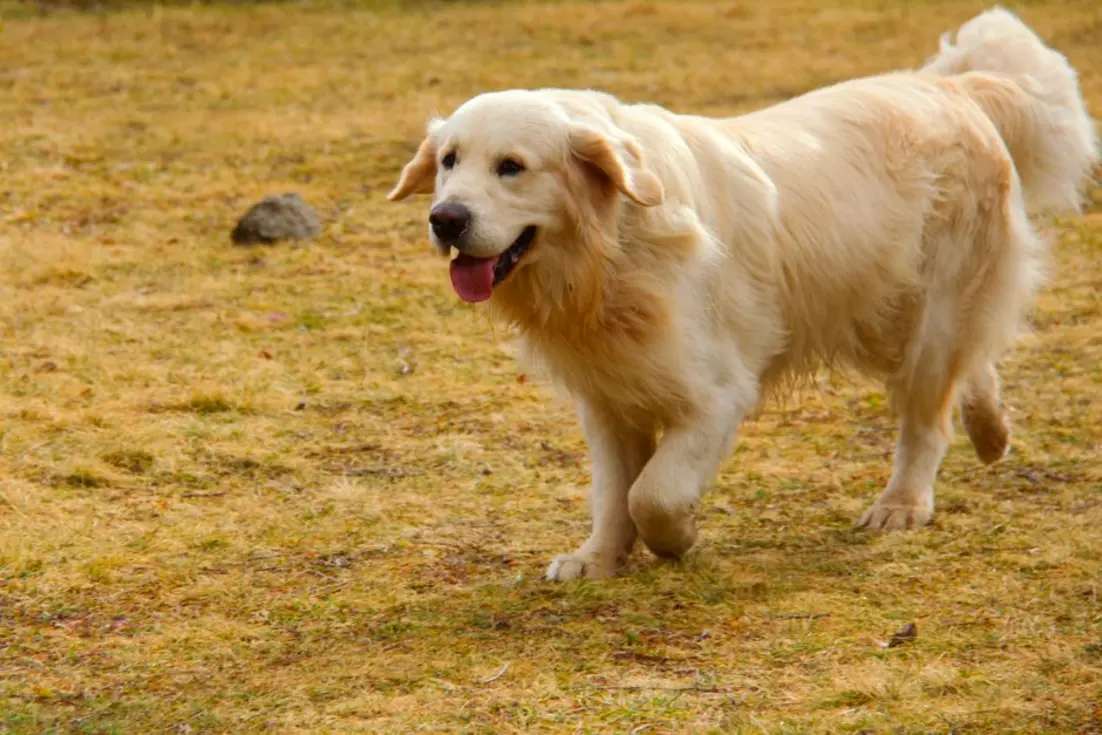 A healthy golden retriever with its weather-resistant double coat, illustrating the function and importance of both the topcoat and undercoat.
