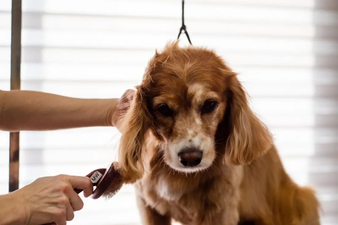 A close-up view demonstrating the correct way to brush a golden retriever