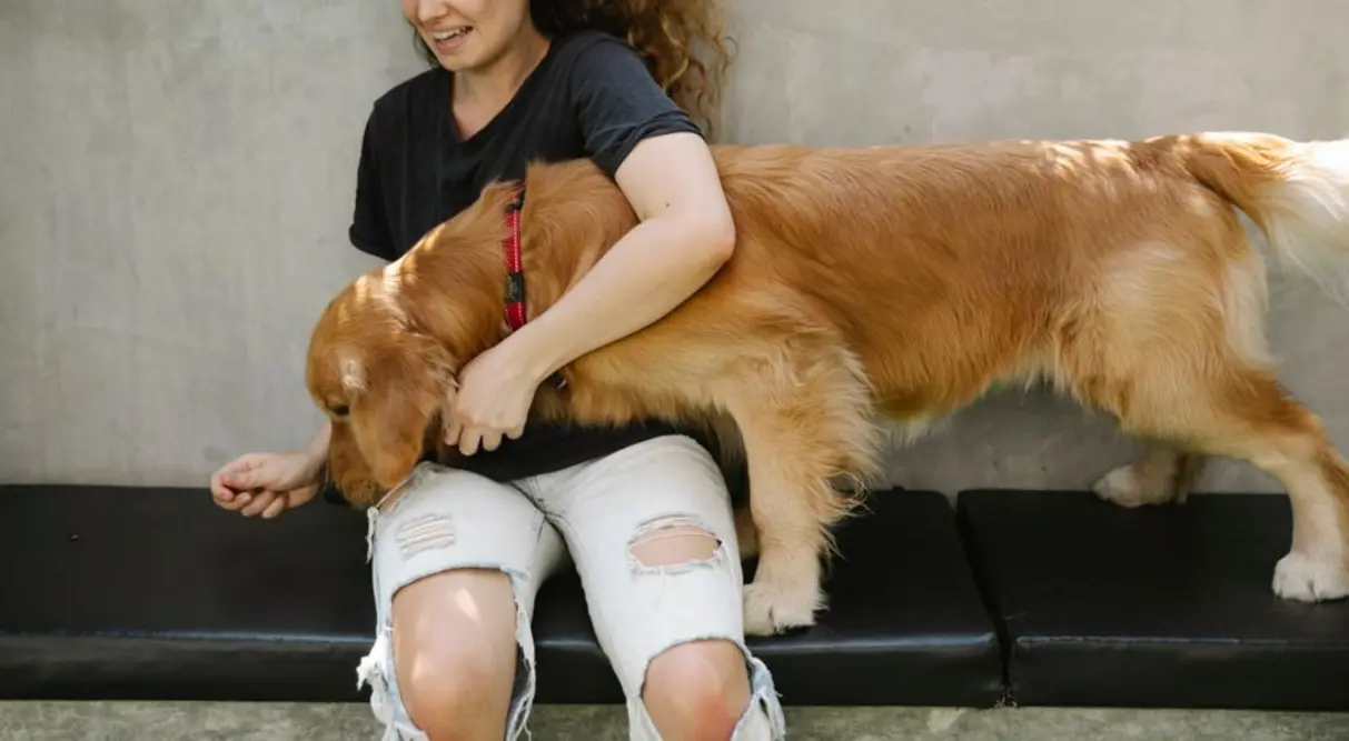 An owner performing a routine ear care check on a calm golden retriever, an essential part of the grooming and health monitoring process.