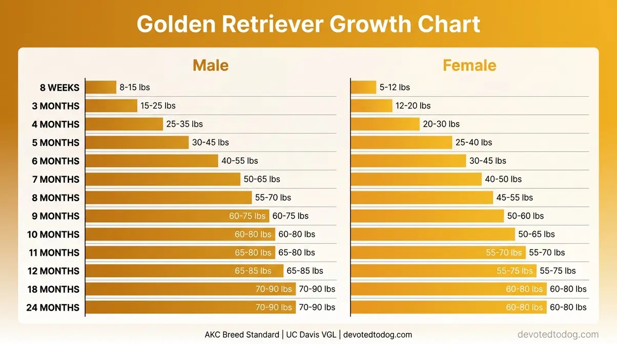 Golden retriever growth chart infographic showing male and female average weight from 8 weeks to 24 months