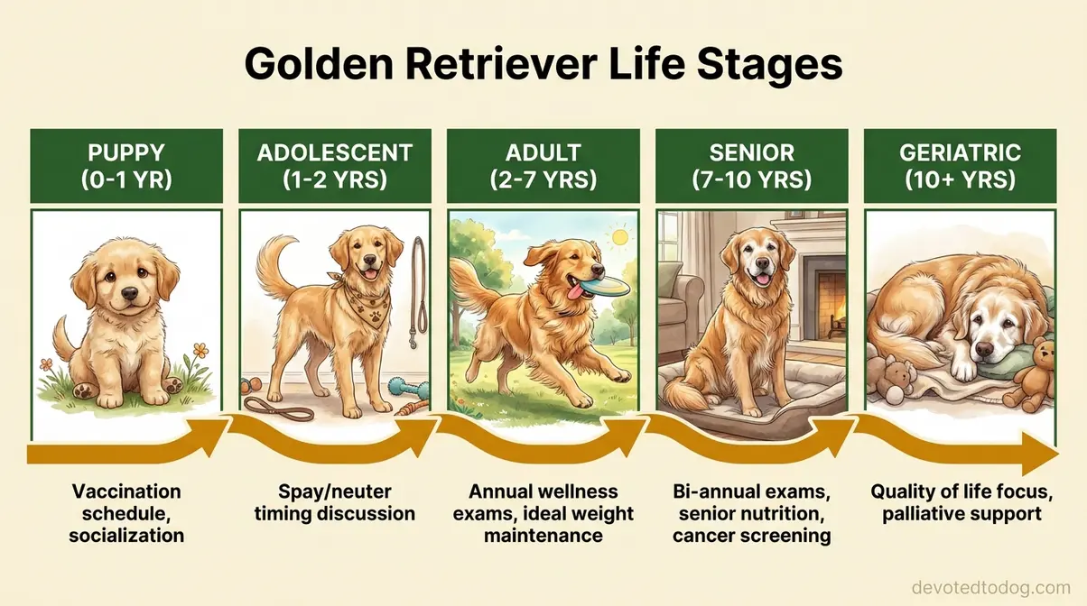 Illustrated timeline showing golden retriever life stages from puppy through senior with key care milestones and age ranges