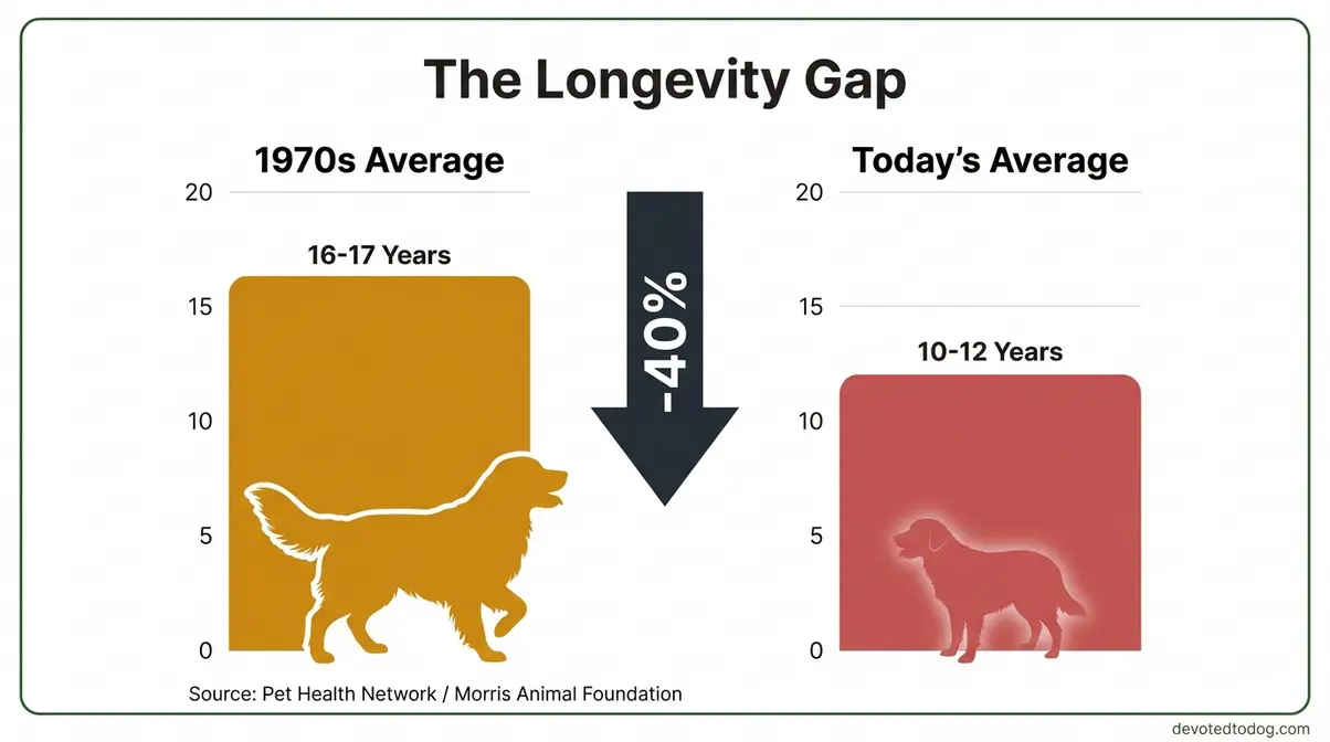 Infographic showing golden retriever life expectancy decline from 16-17 years in the 1970s to 10-12 years today illustrating the Longevity Gap