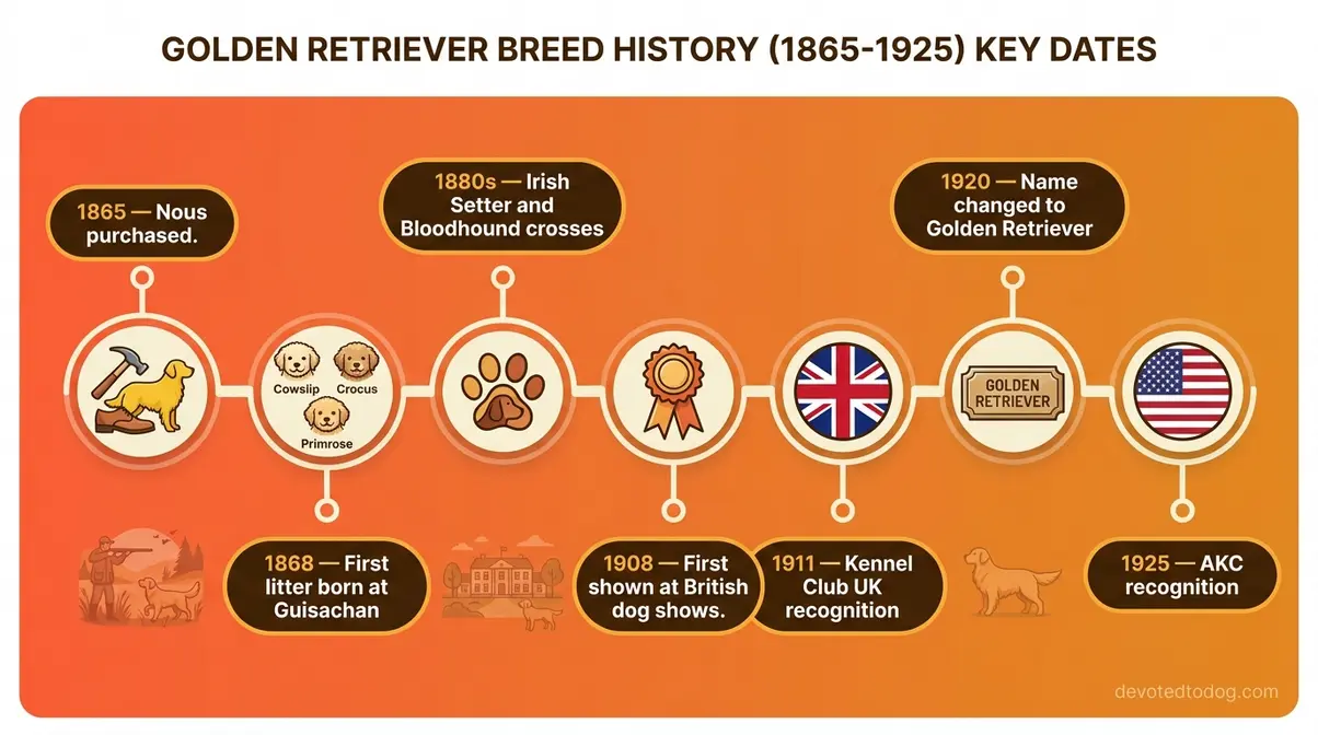 Illustrated timeline of golden retriever history from 1865 purchase of Nous through AKC recognition in 1925
