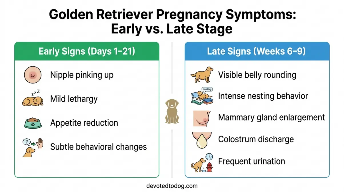 Golden retriever pregnancy symptoms comparison chart showing early and late stage physical signs