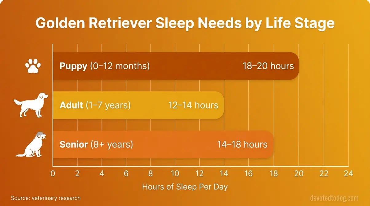 Bar chart comparing golden retriever sleeping hours per day for puppy, adult, and senior life stages