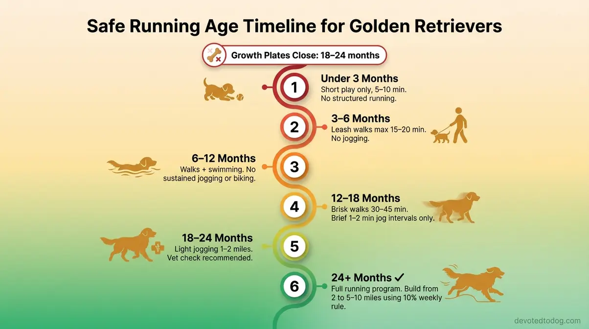 Timeline infographic showing six safe running milestones for golden retrievers from under three months to twenty-four months