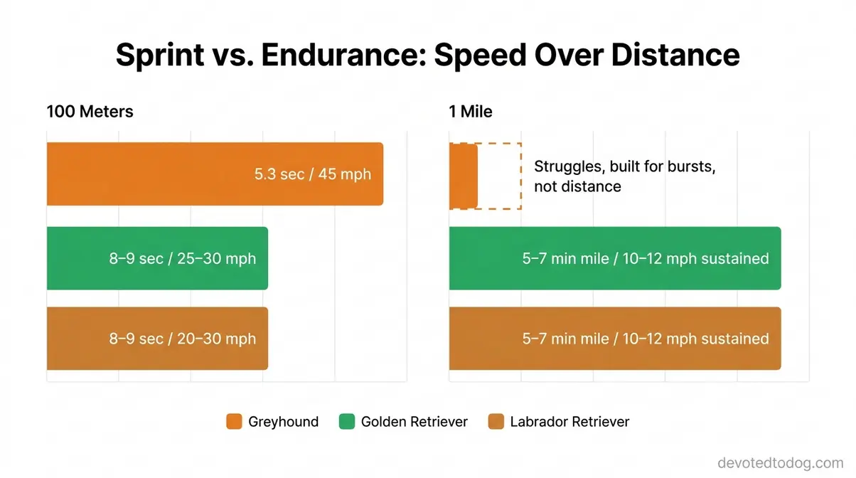 Bar chart comparing greyhound, golden retriever, and labrador running speed over 100 meters and one mile
