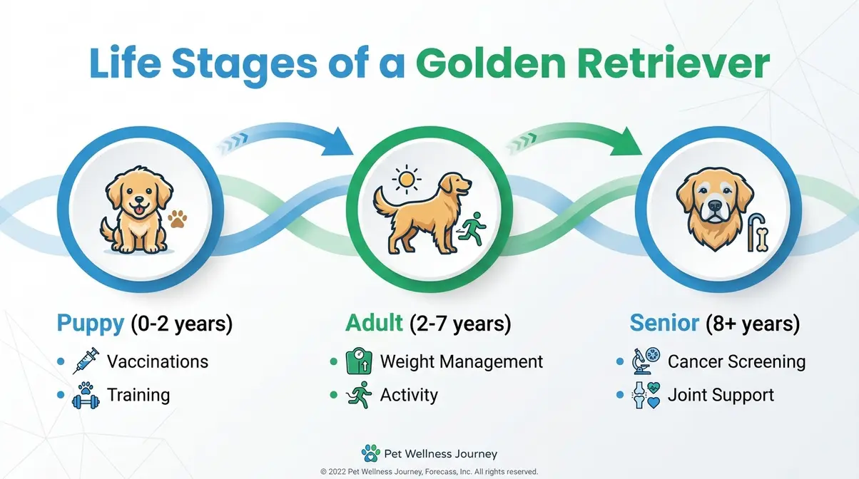 A timeline infographic of a Golden Retriever's lifespan from puppy to senior, showing key health milestones for each life stage.