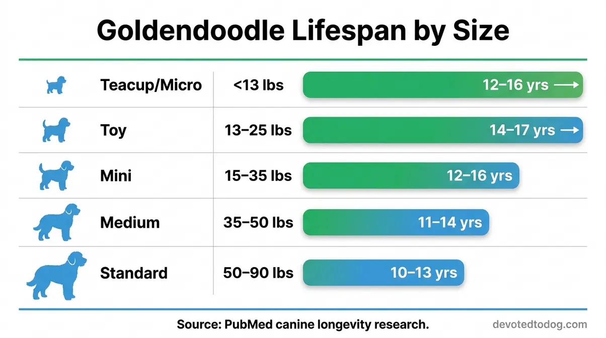 How long Goldendoodles live by size comparison chart showing Teacup Toy Mini Medium and Standard lifespans