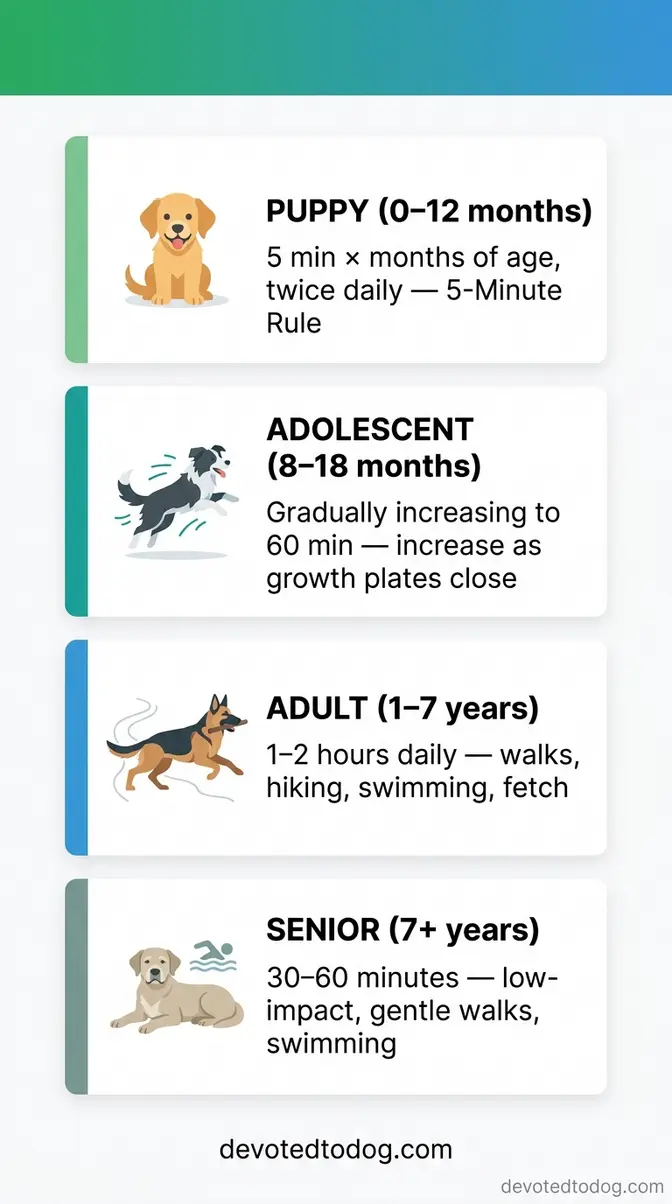 Infographic showing golden retriever exercise needs by age from puppy through adult to senior in minutes per day