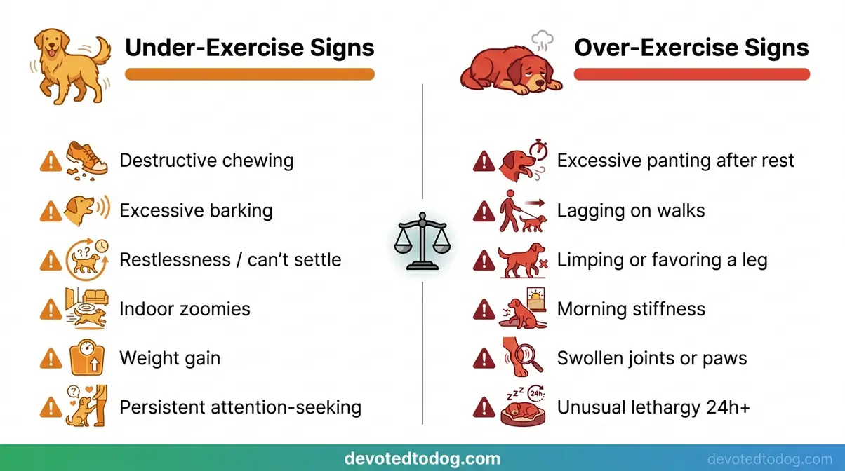 Infographic comparing signs of under-exercise and over-exercise in golden retrievers side by side with warning indicators