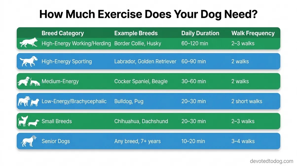 How often should you walk your dog: breed-specific daily walk duration and frequency table by breed category