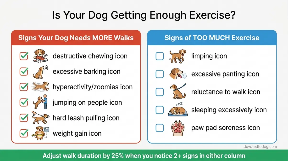 Checklist of behavioral signs showing whether a dog needs more or fewer walks, including destructive chewing and lethargy