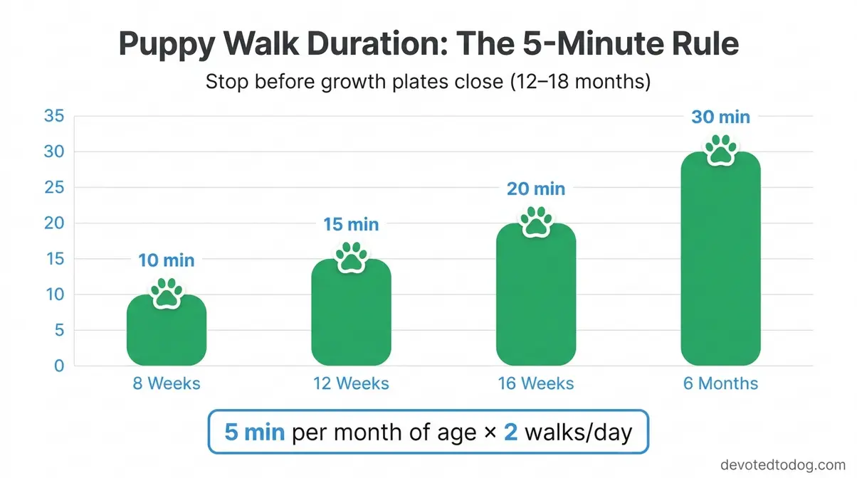 Chart showing recommended puppy walk duration by age using the 5-minute per month of age rule