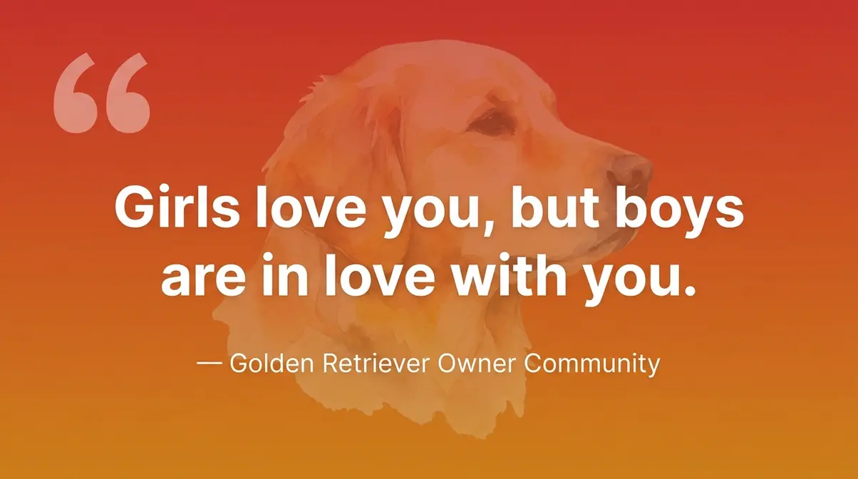 Golden Retriever owner quote graphic about male vs female affection style differences