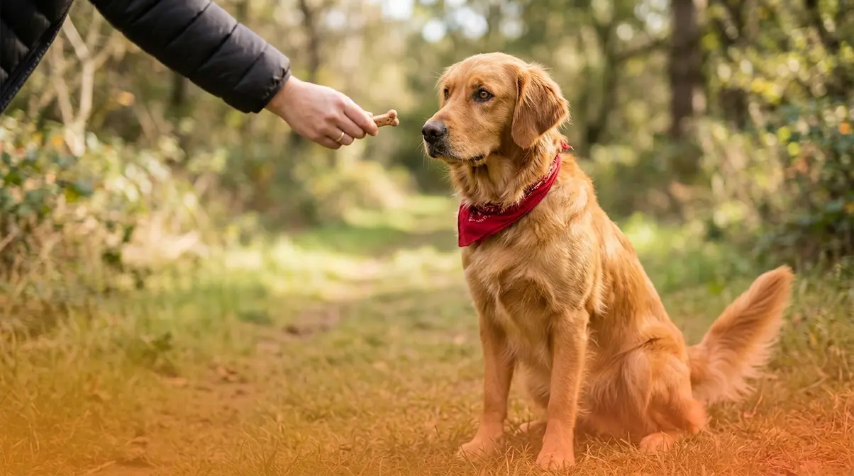 Golden Retriever sitting attentively during a positive reinforcement training session with treats