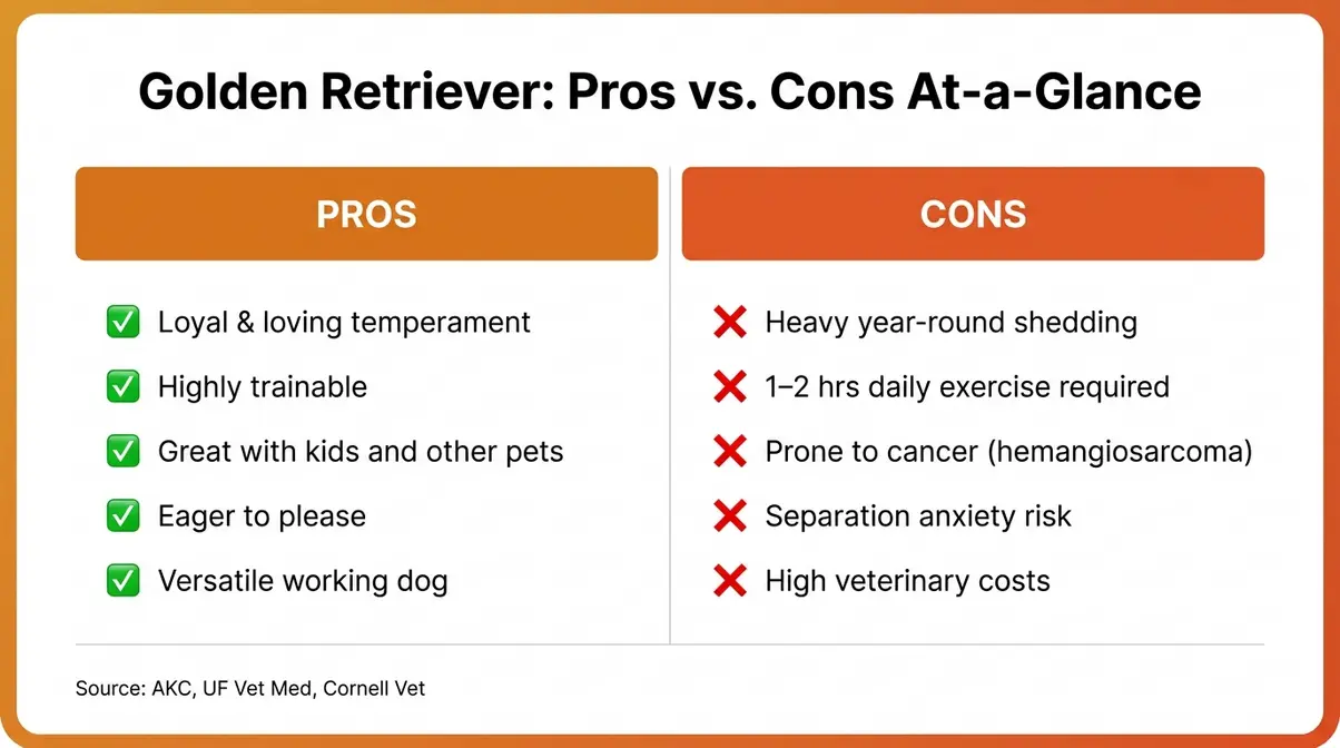 Infographic showing the top pros and cons of golden retrievers including shedding, trainability, and cancer risk