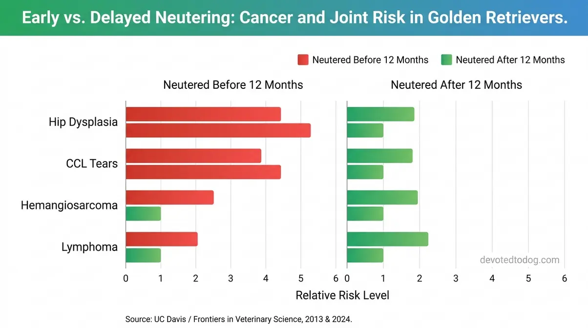 Bar chart comparing cancer and joint disorder risk in Golden Retrievers neutered before versus after 12 months based on UC Davis research